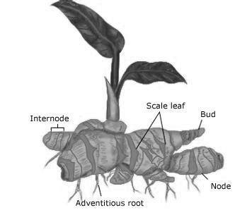 An illustration of a rhizome (Morales, 2013). | Download Scientific Diagram