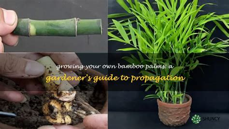 Growing Your Own Bamboo Palms: A Gardener's Guide To Propagation | ShunCy
