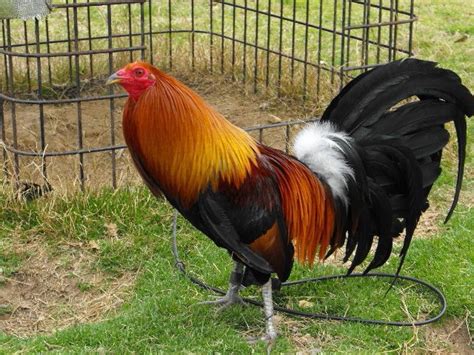 Các dòng gà mỹ đá cựa tròn, cách nhận biết gà mỹ rặc | Gallos de pelea, Gallinas y gallos, Gallo