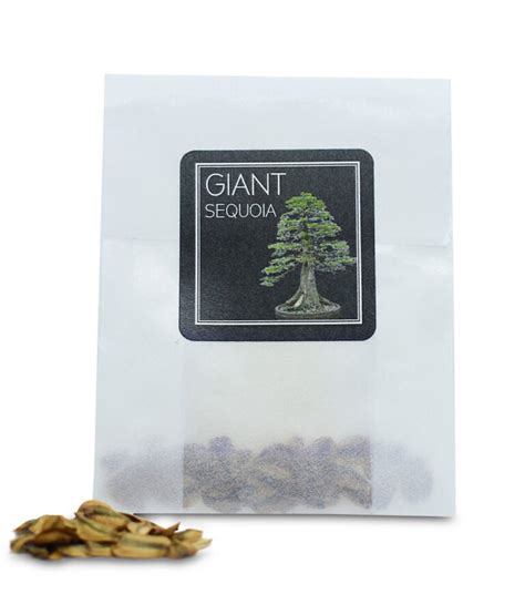 Giant Sequoia Seeds — Yugen Bonsai - Premium Bonsai Sets, Seeds and Pots