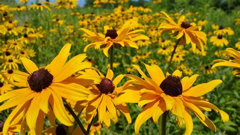 Black-Eyed Susan Flower