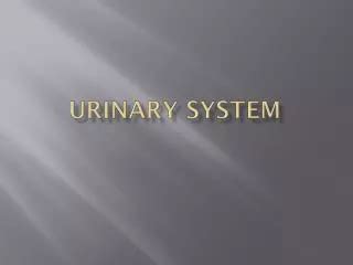 PPT - Urinary System PowerPoint Presentation, free download - ID:9710885