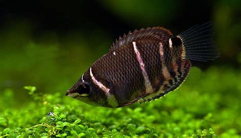 Chocolate Gourami Fish Breed | A Guide on Caring for Gourami