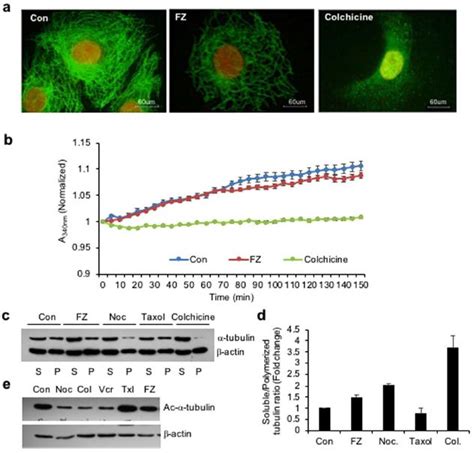 Fenbendazole acts as a moderate microtubule destabilizing agent and causes cancer cell death by ...