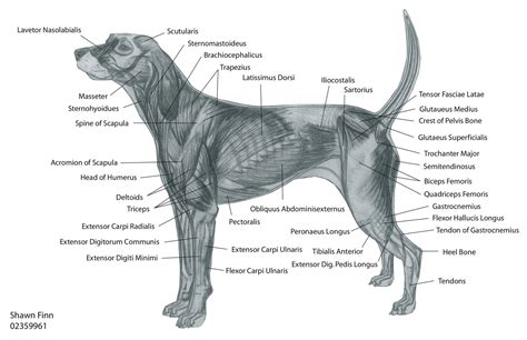 canine muscular anatomy | Dog Muscles Diagram http://www.pic2fly.com ...