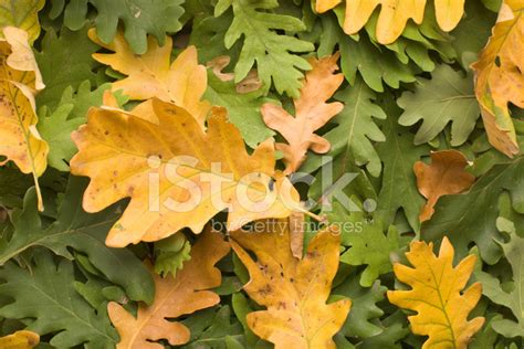 Oak Leaf Stock Photo | Royalty-Free | FreeImages