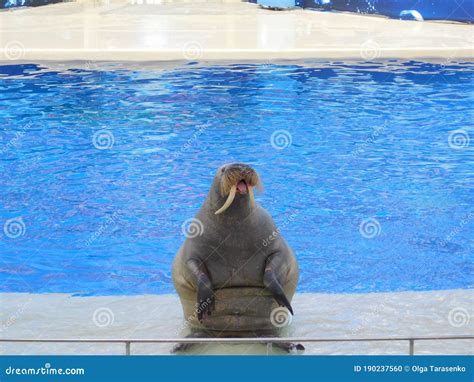 Walrus with Large White Tusks Stock Photo - Image of mustache, white: 190237560