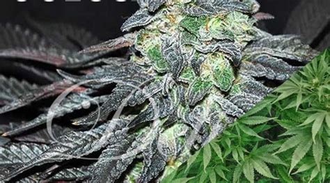 Strain Review: Golosa by Ancient Roots Ohio - The Highest Critic