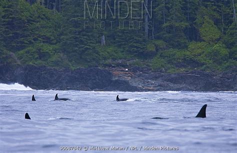 Orca stock photo - Minden Pictures