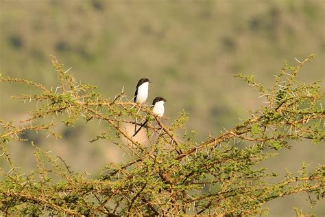 Birding in Ngorongoro crater - ngoronogoro birding safaris