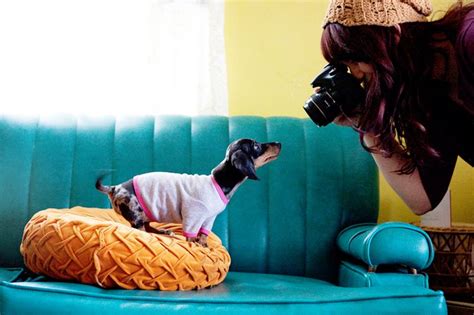 Tips For Pet Photography - A Beautiful Mess