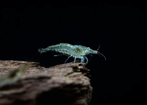 Wild Form Neocaridina Shrimp - Aquatic Arts on sale today for $ 3.99