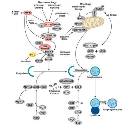 Autophagy Signaling Interactive Pathway | Cell Signaling Technology