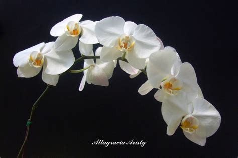 Orquideas Blancas/White Orchids | Foto tomada en Jardines Is… | Flickr