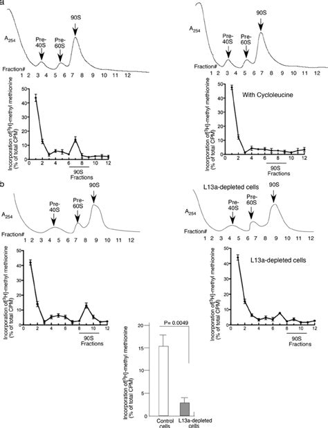 rRNA methylation occurs in 90S preribosomes during ribosome biogenesis ...