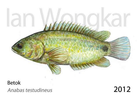 a drawing of a fish with the words betok and anabas estidineus below it