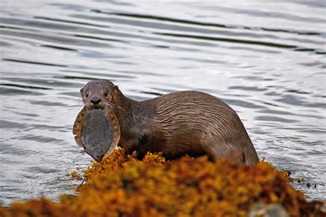 otter3 - 2018 Photo Contest - Alaska Magazine