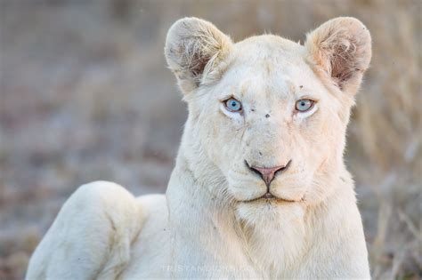 19 Facts About The White Lion - Facts.net