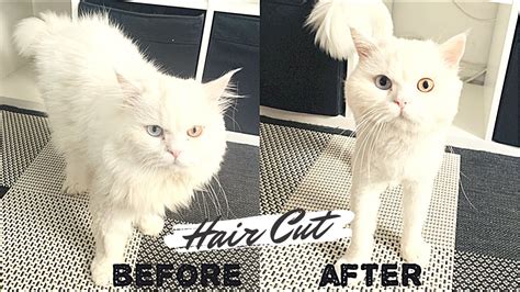 Cat Grooming | Hair Cut | Persian | Snowy - YouTube