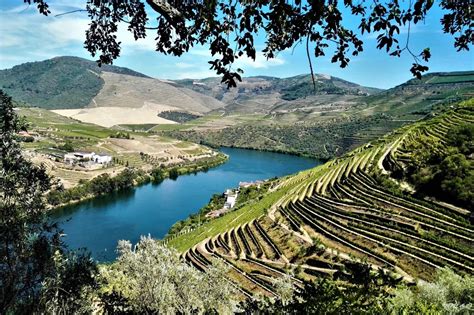 Douro Valley Tour: Visit 3 Wineries w/ Wine Tastings & Lunch - Porto | Project Expedition