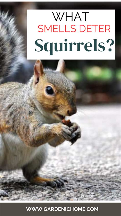 What Smells Deter Squirrels? | Squirrel, Squirrel proof garden, Get rid of squirrels