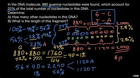 How to use Chargaff’s rule in order to solve DNA composition - YouTube