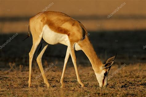 Grazing springbok antelope — Stock Photo © EcoPic #1867739