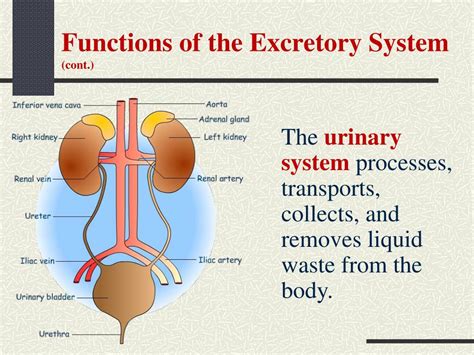 Excretory System