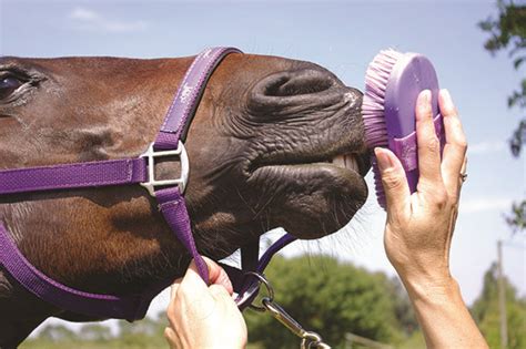 Horse Grooming Tips – vet-n-pet DIRECT Blog
