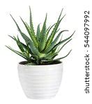 Aloe Vera Plant Free Stock Photo - Public Domain Pictures