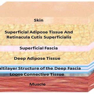 Image illustrating the 2 fascial connective layers: superficial fascia ...