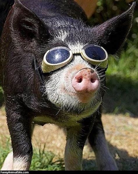 50 Funny Pig Pictures to Make You Laugh