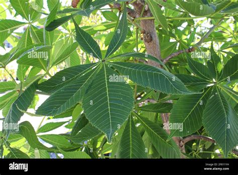 Buckeye tree hi-res stock photography and images - Alamy