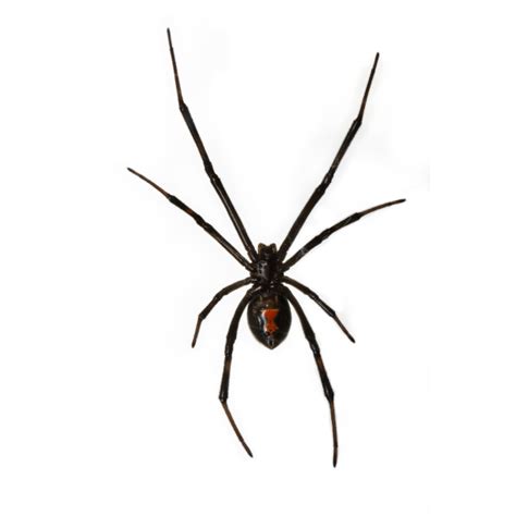 Black Widow Spider Identification & Behavior | Pest Defense Solutions