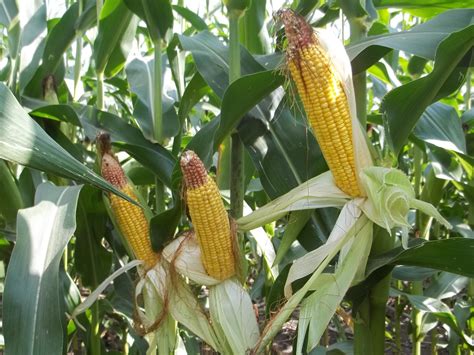 Growing maize crop - Theayurveda