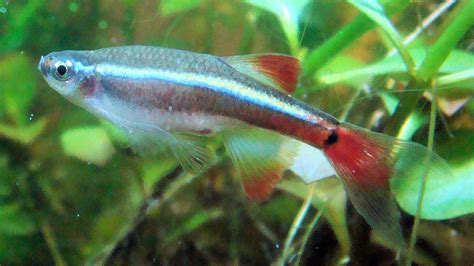 Minnow Fish - Profile | Traits | Food | Care | Size | Eggs | Baits - SeaFish