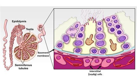 Testes Anatomy Diagram