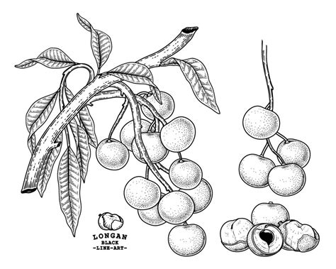 Set of Dimocarpus longan fruit hand drawn elements botanical ...