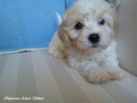 Bichon Havanese IMPRESSIVE ASLAN'S: New pictures - bichon havanese puppies!