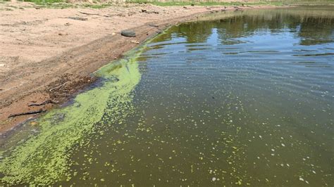 Toxic algal bloom prevention 'too expensive' for dairy farmers to do on ...