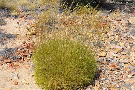 HIE | How Past Rainfall Shapes Australia's Dryland Ecosystems