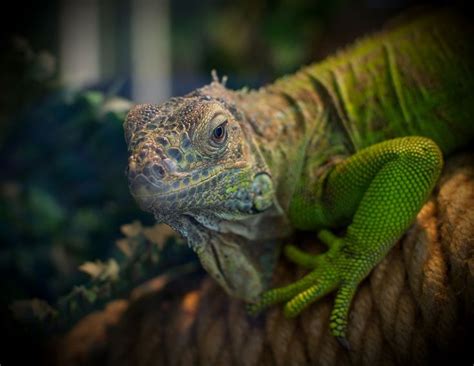 Iguana*** | Pets, Animals, Iguana