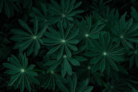 Free Dark Green Wallpaper Downloads, [200+] Dark Green Wallpapers for ...