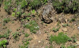 Fritillaria affinis habitat | Fritillaria affinis Monocot Li… | Flickr