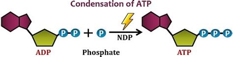 Examples of Endergonic Reactions (with Definition and Graph) - Biology ...