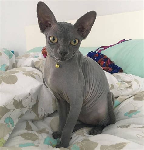 Being all proper on our bed Photo by @lunaticthesphynx . . . . . #cats #catsofig # ...