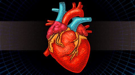 Engineers design bionic “heart” for testing prosthetic valves, other cardiac devices