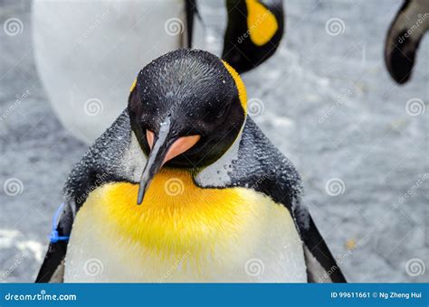 Penguins at Asahiyama Zoo. stock image. Image of life - 99611661