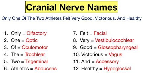 Cranial Nerves Mnemonic: Function, Labeled Names in Order, Definition ...