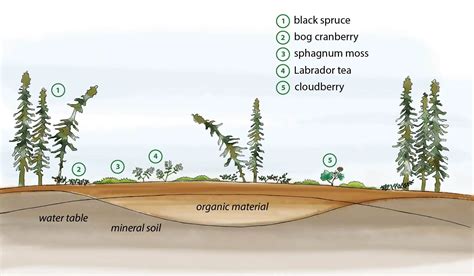 What is a bog? — Ducks Unlimited Canada